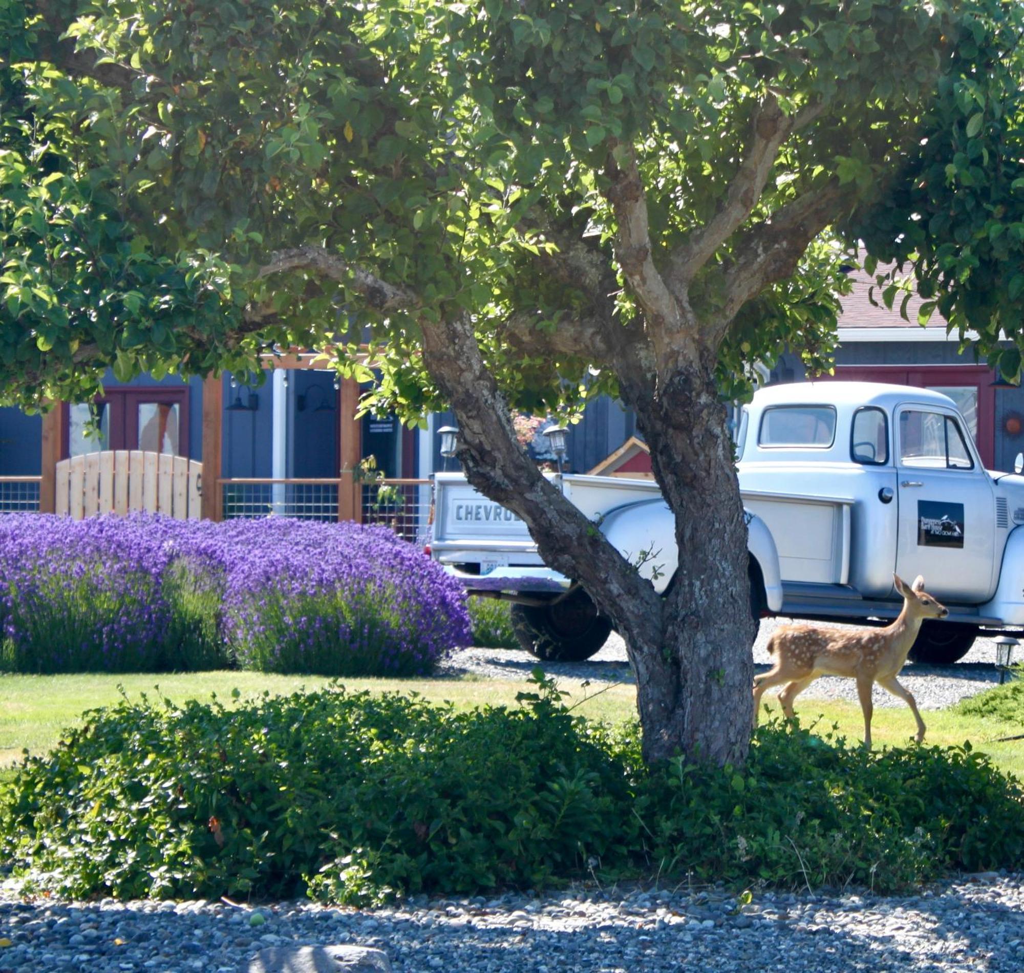 Dungeness Barn House Bed And Breakfast At Two Crows Farm سيكيم المظهر الخارجي الصورة
