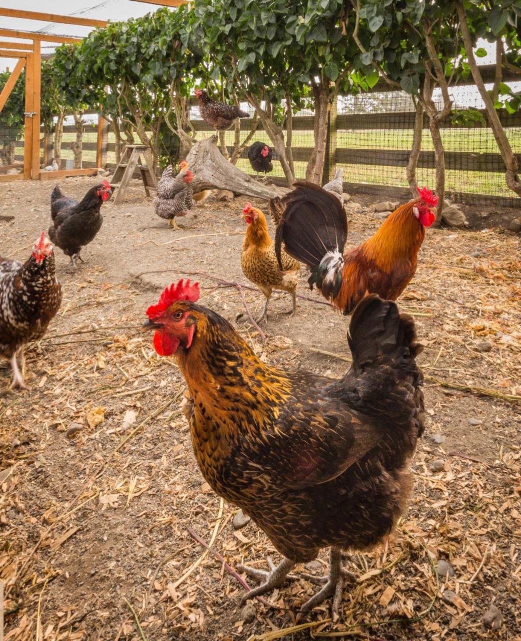 Dungeness Barn House Bed And Breakfast At Two Crows Farm سيكيم المظهر الخارجي الصورة